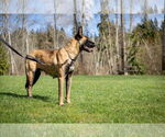Small #9 German Shepherd Dog Mix