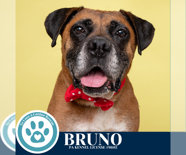Medium Photo #6 Boxer Puppy For Sale in Kimberton, PA, USA