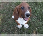 Small Photo #4 Basset Hound Puppy For Sale in SPARTA, MO, USA