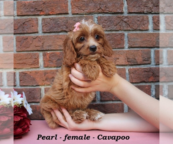 Medium Photo #4 Cavapoo (Miniature) Puppy For Sale in CLARKRANGE, TN, USA