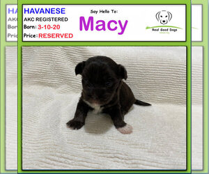 Havanese Puppy for sale in ALBION, IN, USA
