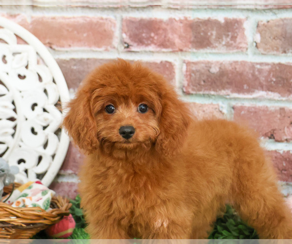 Medium Photo #6 Cavapoo Puppy For Sale in SYRACUSE, IN, USA