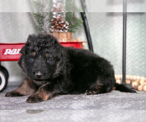 Medium German Shepherd Dog