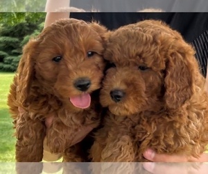Goldendoodle (Miniature) Litter for sale in HULL, IA, USA