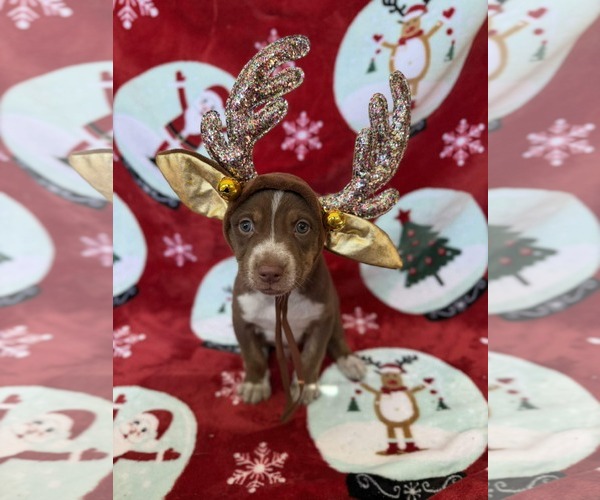 Medium Photo #1 Chocolate Labrador retriever-Unknown Mix Puppy For Sale in NYC, NY, USA