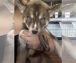 Puppy Red Siberian Husky