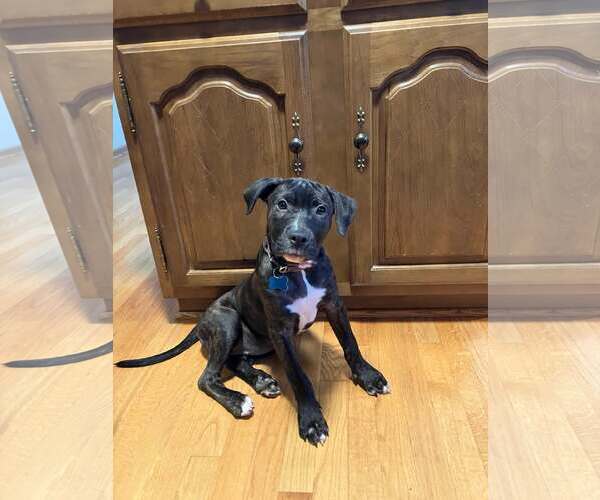 Medium Photo #3 Mutt Puppy For Sale in Plainfield, IL, USA