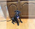 Small Photo #3 Mutt Puppy For Sale in Plainfield, IL, USA