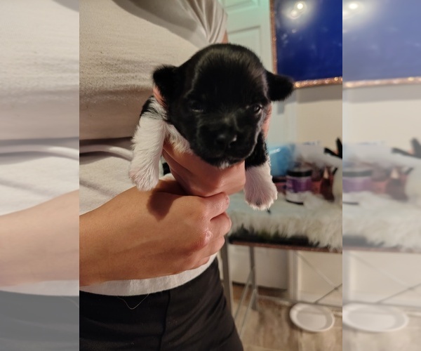 Medium Photo #13 Pom-Shi-Shih Tzu Mix Puppy For Sale in SAINT LOUIS, MO, USA