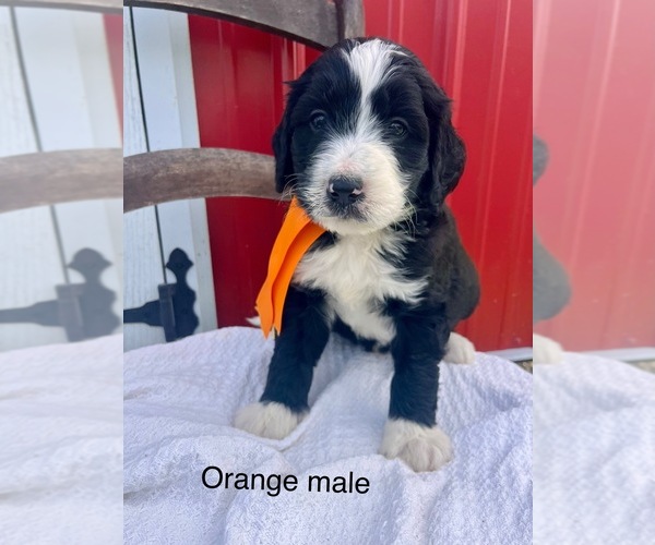 Medium Photo #4 Bernedoodle Puppy For Sale in SPENCER, IN, USA