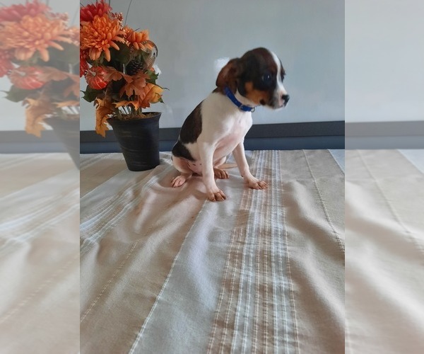Medium Photo #1 Cavalier King Charles Spaniel-Rat Terrier Mix Puppy For Sale in SHIPSHEWANA, IN, USA