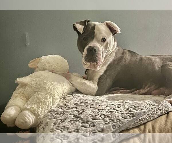 Medium Photo #4 American Bulldog Puppy For Sale in Rockville, MD, USA