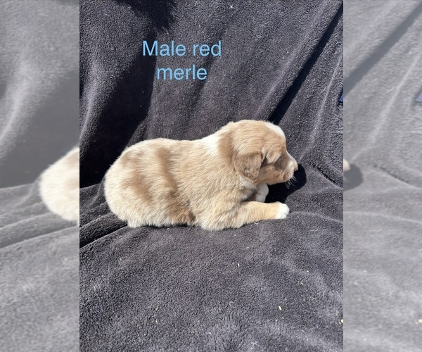 Medium Photo #15 Australian Shepherd Puppy For Sale in COTOPAXI, CO, USA