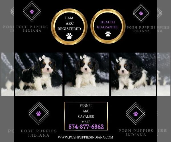 Medium Photo #2 Cavalier King Charles Spaniel Puppy For Sale in WARSAW, IN, USA
