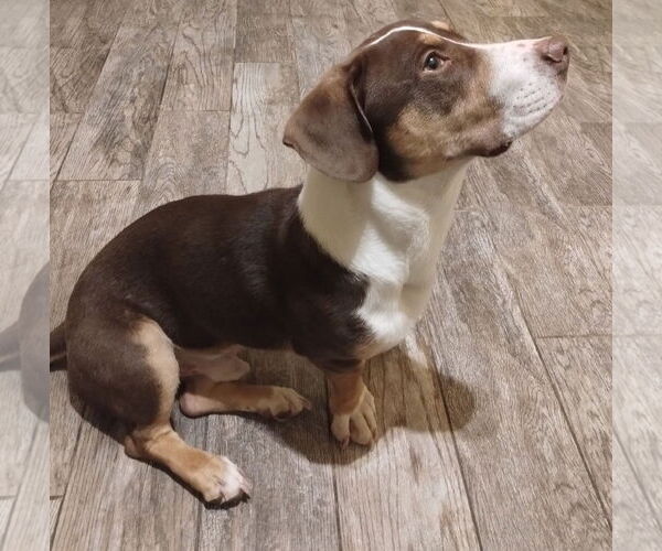 Medium Photo #2 Basset Hound-Unknown Mix Puppy For Sale in Apple Valley, CA, USA