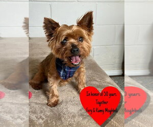 Mutt Dogs for adoption in San Leon, TX, USA