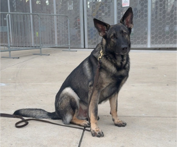 Medium Photo #1 German Malinois Puppy For Sale in FREDERICKSBURG, VA, USA