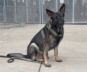 Father of the German Malinois puppies born on 11/22/2025