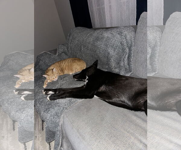 Medium Photo #4 German Shepherd Dog-Unknown Mix Puppy For Sale in La Grange , NC, USA