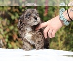 Small #33 ShihPoo