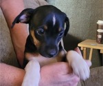 Puppy Puppy 1 Rat-Cha