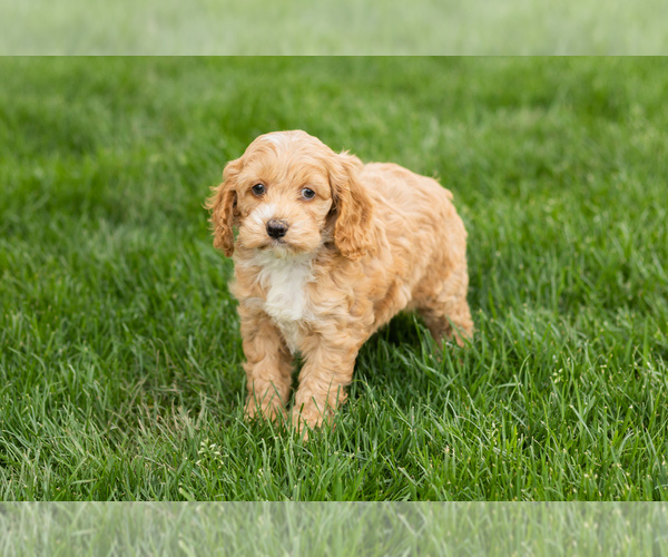 Medium Photo #2 Cockapoo (Miniature) Puppy For Sale in NAPPANEE, IN, USA