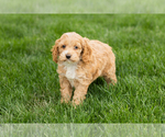 Small #1 Cockapoo (Miniature)