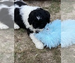 Small Photo #20 Chesa-Poo Puppy For Sale in DELTONA, FL, USA