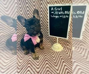 French Bulldog Puppy for sale in SMITHFIELD, NC, USA