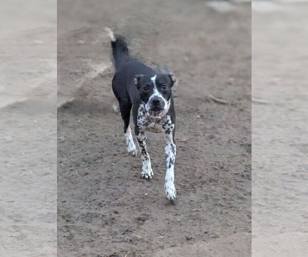 Medium Photo #8 Staffordshire Bull Terrier-Unknown Mix Puppy For Sale in Munford, TN, USA