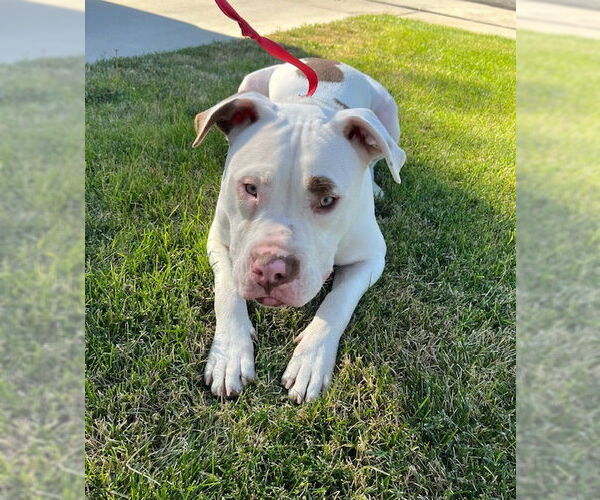 Medium Photo #17 American Pit Bull Terrier-Unknown Mix Puppy For Sale in Sandy, UT, USA
