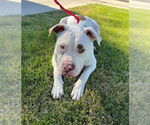 Small #16 American Pit Bull Terrier Mix