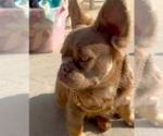 Small #1 French Bulldog