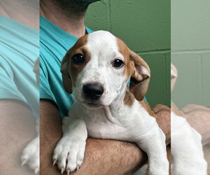 Mutt Dogs for adoption in Elmsford, NY, USA