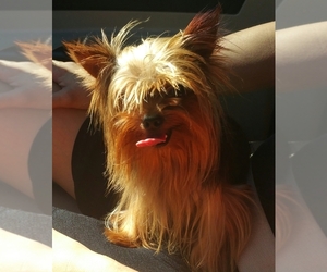 Mother of the Yorkshire Terrier puppies born on 05/25/2026