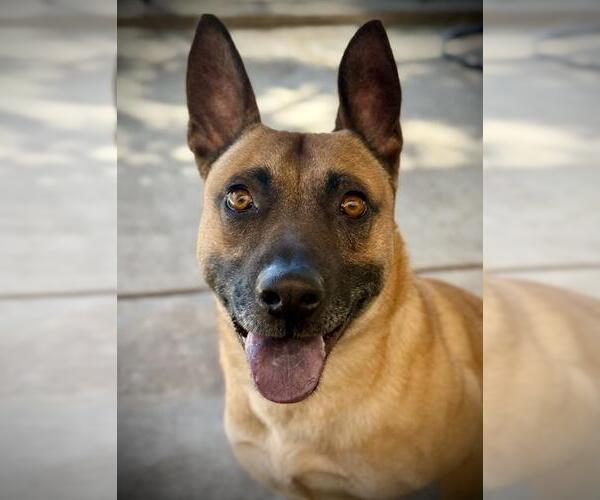 Medium Photo #3 Mutt Puppy For Sale in Lodi, CA, USA