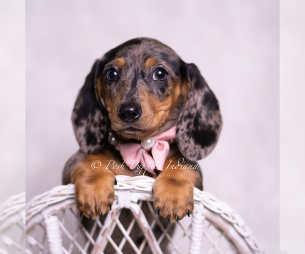 Medium Photo #5 Dachshund Puppy For Sale in WARSAW, IN, USA