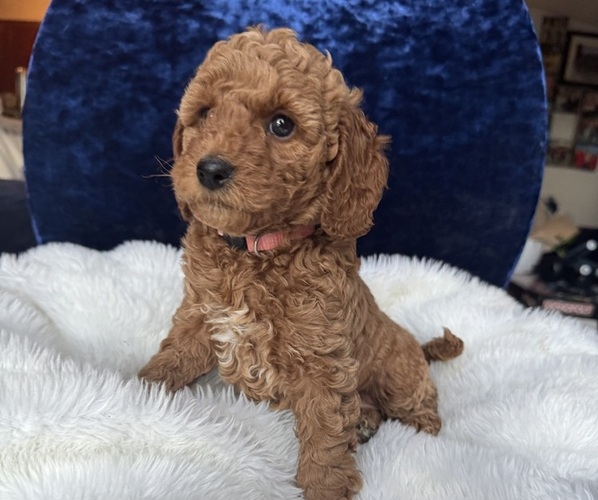 Medium Photo #54 Goldendoodle (Miniature) Puppy For Sale in SAN FERNANDO, CA, USA