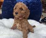 Small Photo #54 Goldendoodle (Miniature) Puppy For Sale in SAN FERNANDO, CA, USA