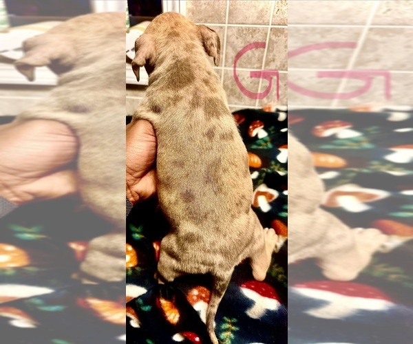 Medium Photo #29 American Bully Puppy For Sale in LAKE STATION, IN, USA