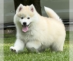 Small Photo #14 Pomsky Puppy For Sale in BAXTER, TN, USA