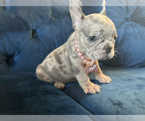 French Bulldog Puppy for sale in CHICAGO, IL, USA