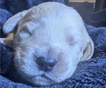 Small Photo #32 Golden Retriever Puppy For Sale in MODESTO, CA, USA