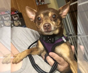 Chihuahua Dogs for adoption in Westmont, IL, USA