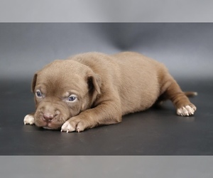 American Bully Puppy for sale in CHAMPAIGN, IL, USA