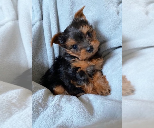 Medium Photo #6 Yorkshire Terrier Puppy For Sale in KLEIN, TX, USA