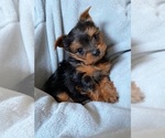 Small Photo #6 Yorkshire Terrier Puppy For Sale in KLEIN, TX, USA