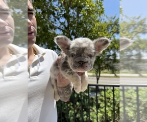 French Bulldog Puppy for Sale in SAN DIEGO, California USA