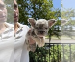 Small French Bulldog