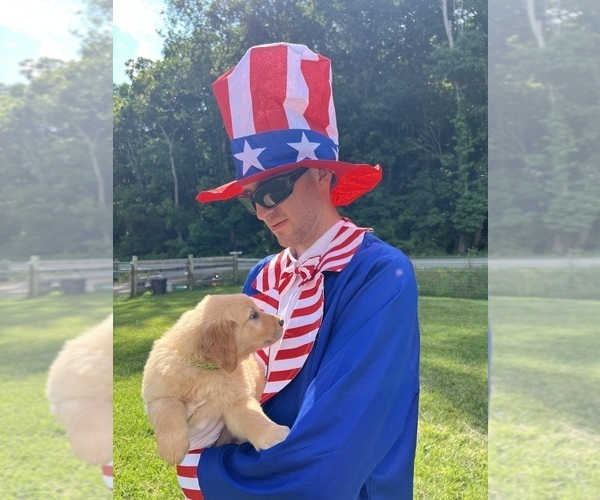 Medium Photo #7 Golden Retriever Puppy For Sale in NEOLA, WV, USA